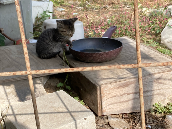 おじいの小屋の猫_a0099131_16060910.jpg