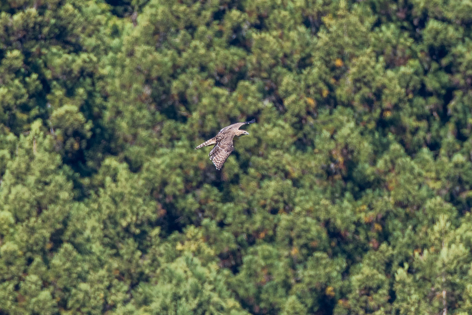 文化の日のクマタカ幼鳥_a0052080_19092893.jpg