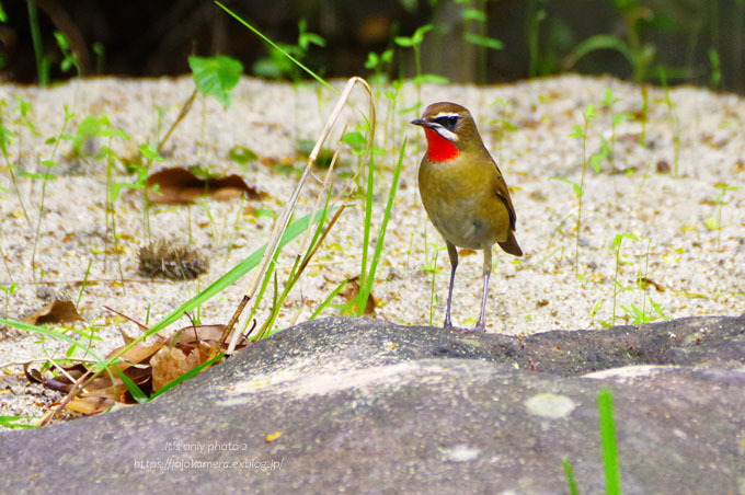 初めましての鳥さん＊Ⅰ_b0391986_01245678.jpg