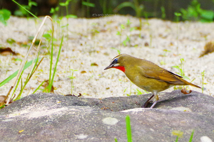 初めましての鳥さん＊Ⅲ_b0391986_17013392.jpg