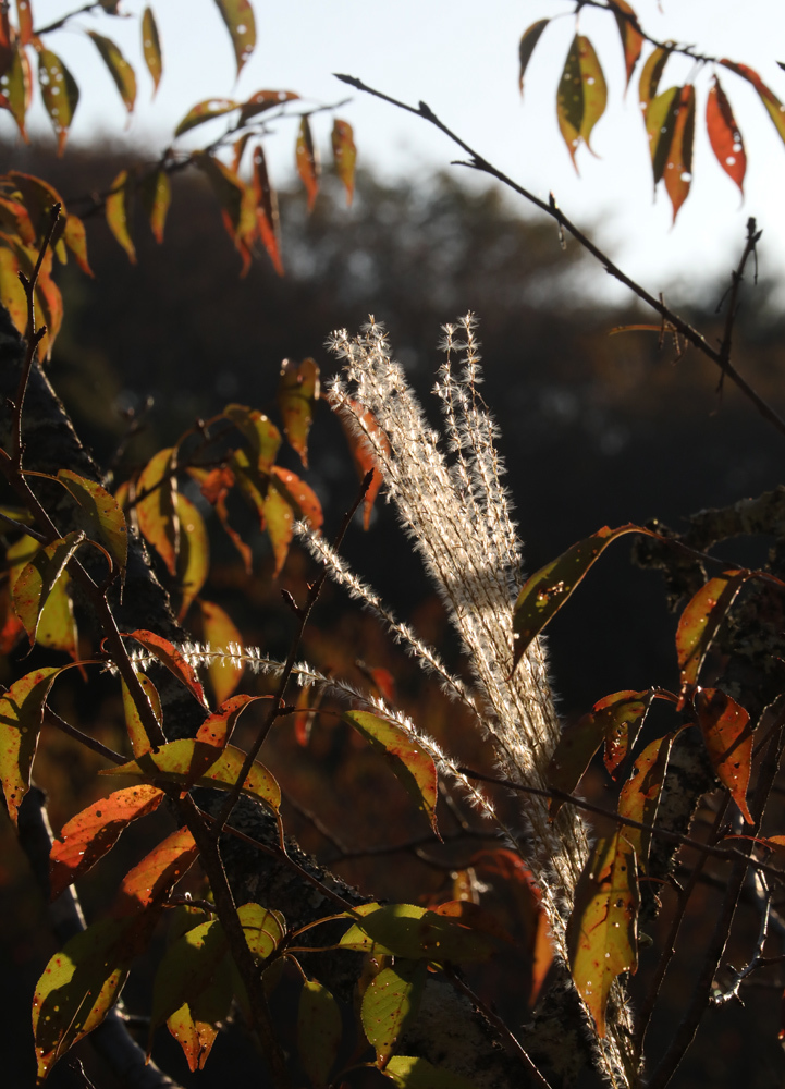 吉野山　中千本　紅葉　ススキ_c0108146_23104893.jpg