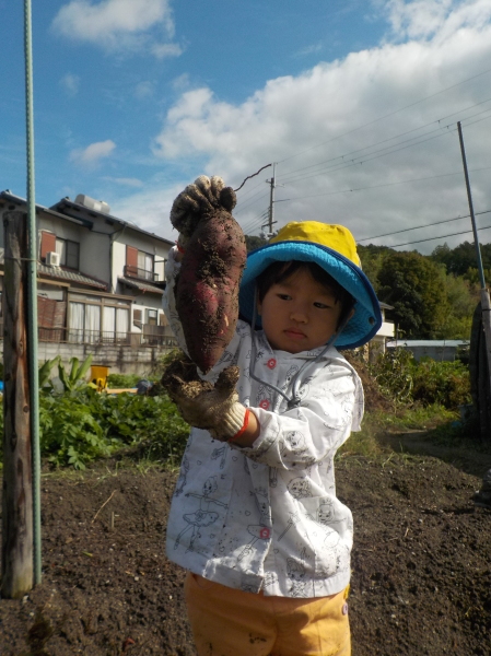 2024.10.30 ハートの葉っぱを探せ！お芋があるはず&#127840;_c0241656_13142327.jpg