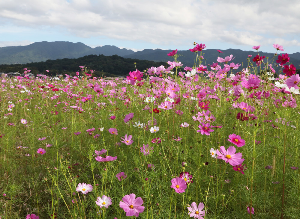 橿原市　藤原宮跡　コスモス　１_c0108146_22590166.jpg