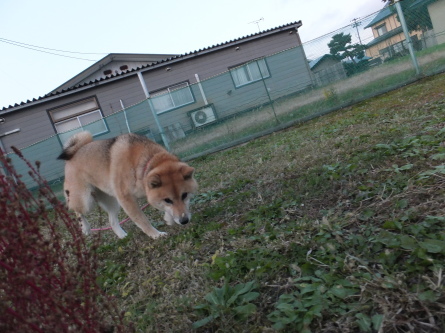 雨の日は室内ドッグランへどうぞ（＾＾）_f0170713_08301005.jpg