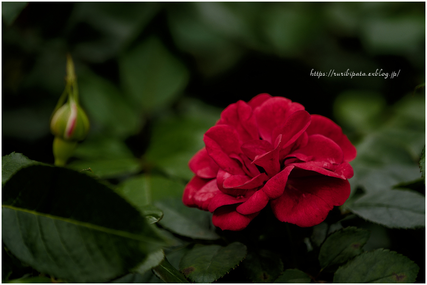 Autumn Roses 2024 #035 \"Siegfried\" @ M.ZUIKO DIGITAL ED 40-150mm F2.8 Pro_f0302613_21513509.jpg