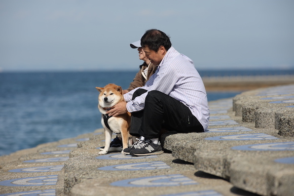 柴犬８頭淡路島への旅　〜２０２４〜　その１_a0232774_22065547.jpg