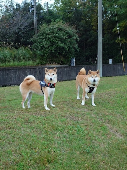 柴犬８頭淡路島への旅　〜２０２４〜　その２_a0232774_17054084.jpg