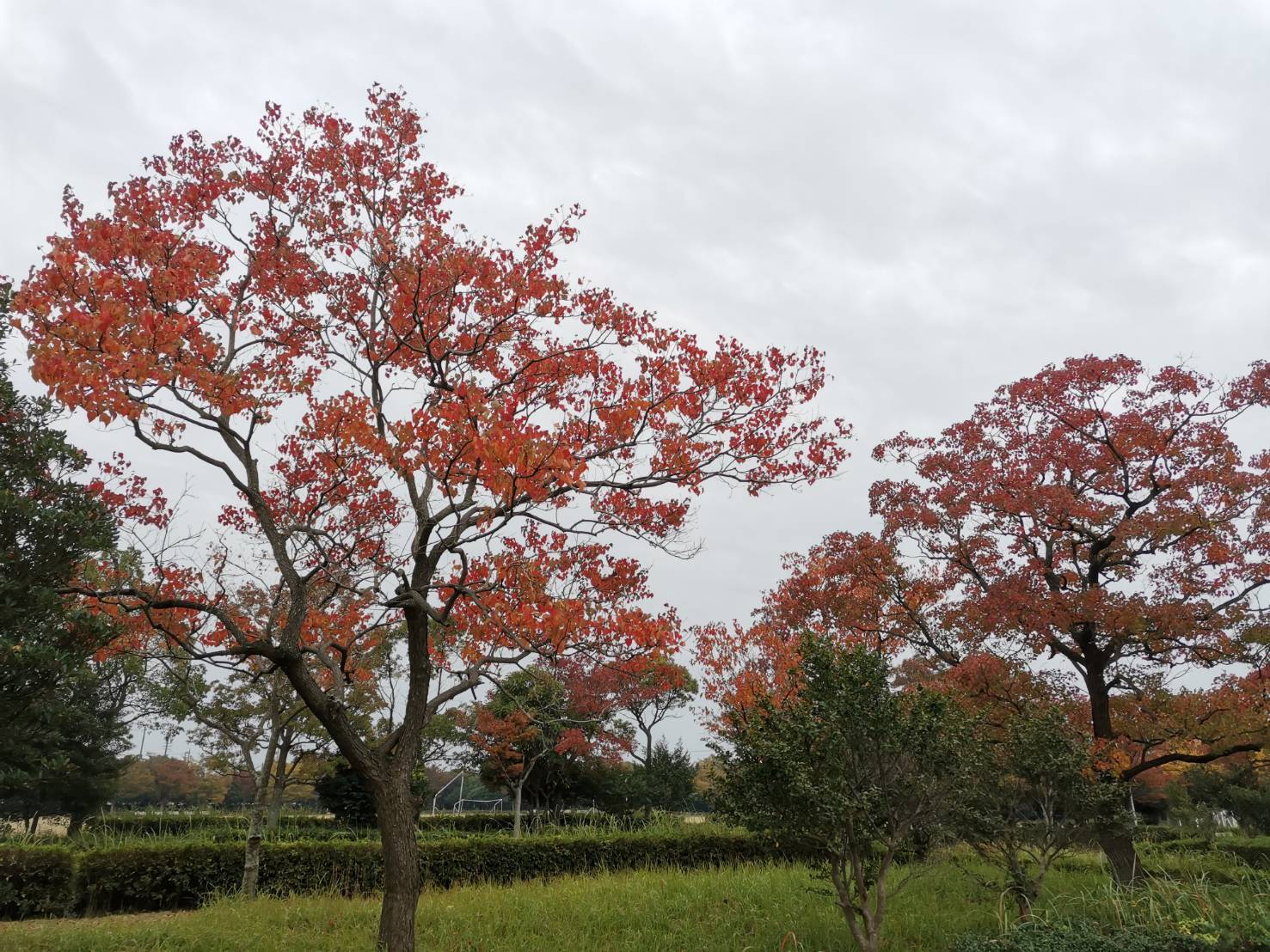 富浜緑地ナンキンハゼの紅葉がはじまりました！R6.11.17_d0338682_21054127.jpg