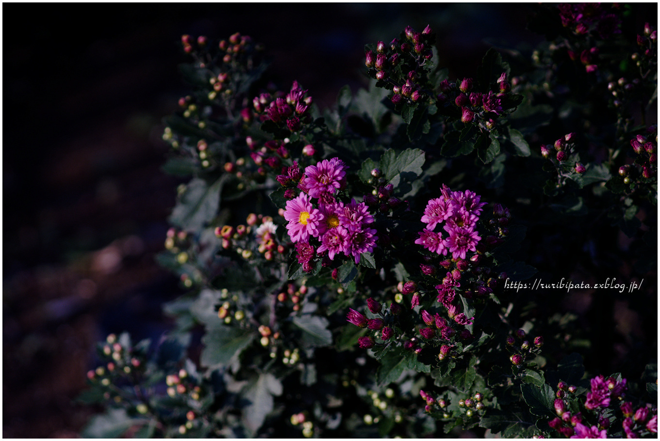 菊の花咲く散歩道 2024 #004 @ CONTAX Sonnar T* 180mm F2.8 AEWG_f0302613_18131103.jpg