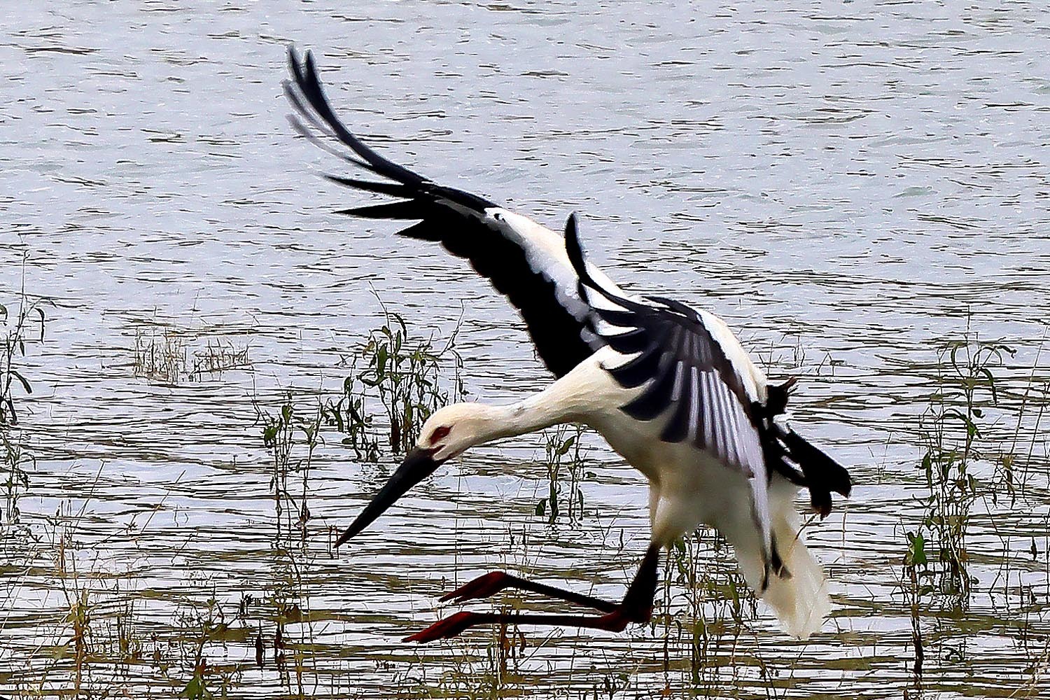 コウノトリ捕食_f0215767_22341033.jpg