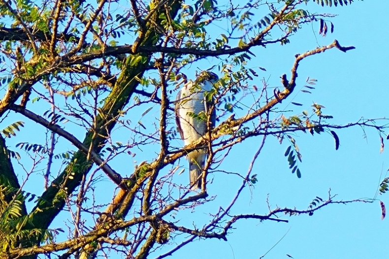 オオタカの成鳥、幼鳥_d0382609_16090052.jpg