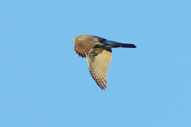 オオタカの成鳥、幼鳥_d0382609_16445914.jpg