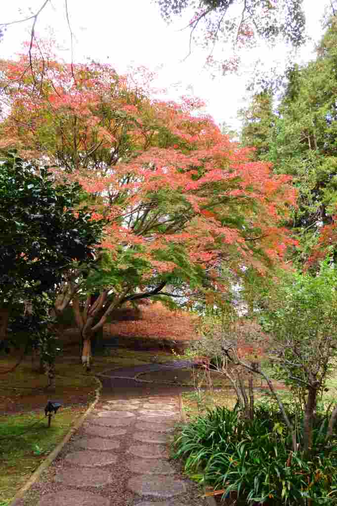 水戸の偕楽園公園、もみじ谷の紅葉を・・_b0236251_22035067.jpg