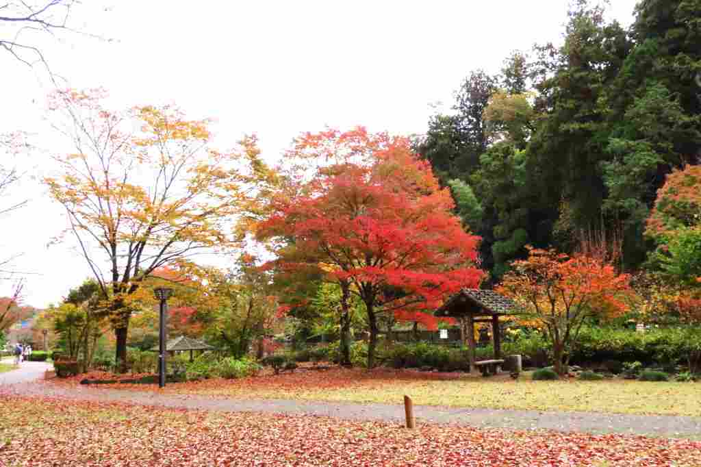 水戸の偕楽園公園、もみじ谷の紅葉を・・_b0236251_22104423.jpg