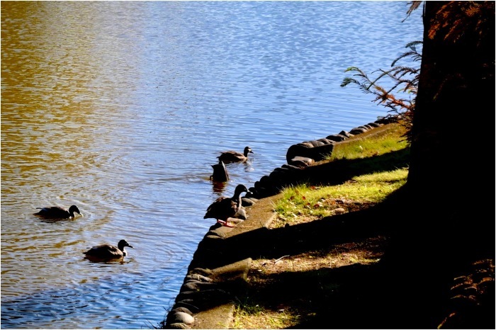 紅葉さがし 上尾・丸山公園 Part 2_f0429576_13474805.jpeg