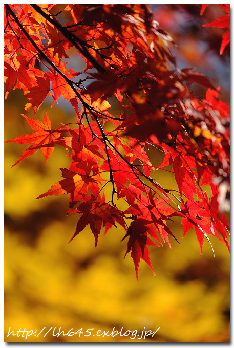 遅れ気味の紅葉に間に合った、北山緑化植物園_c0178465_15362497.jpg