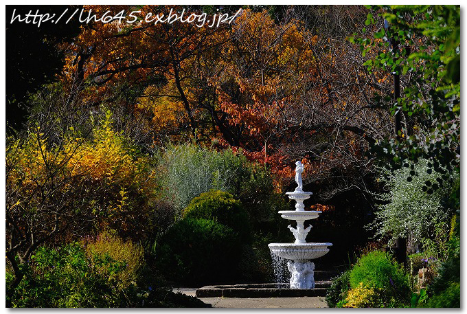 遅れ気味の紅葉に間に合った、北山緑化植物園_c0178465_15380637.jpg