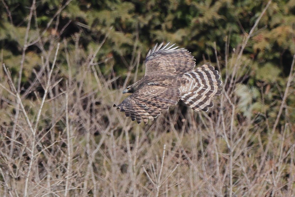 クマタカ成鳥_c0304040_21084407.jpg