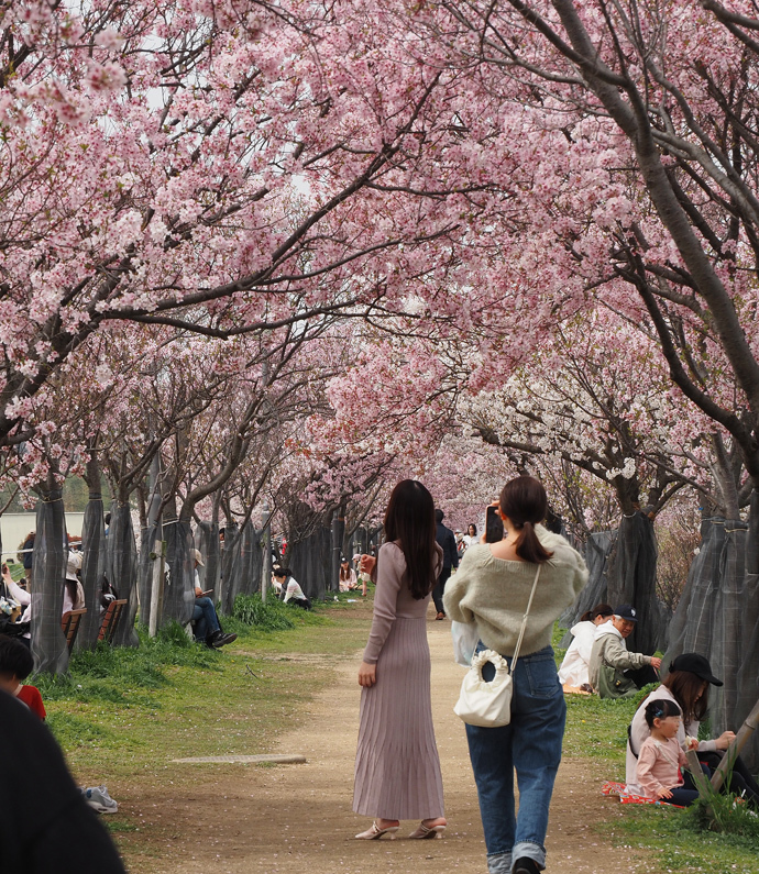 トラベルJP記事の狭山池の桜紹介記事が公開される。_f0140054_17573369.jpg