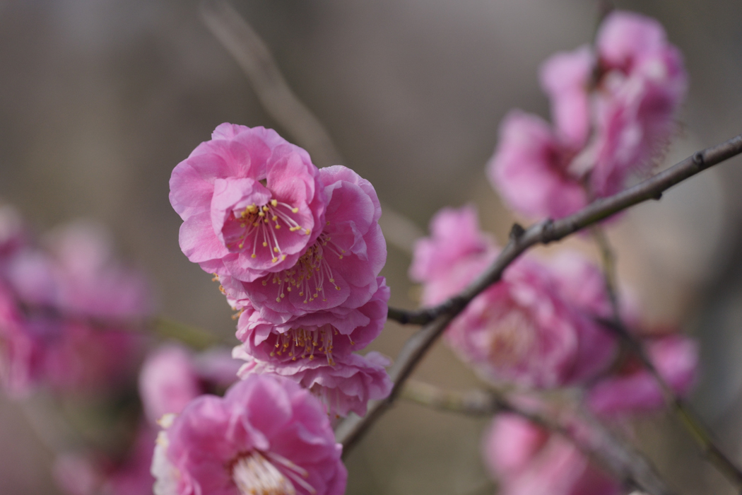 25.03.01：舞鶴公園で梅や水仙２_c0007190_12324626.jpg